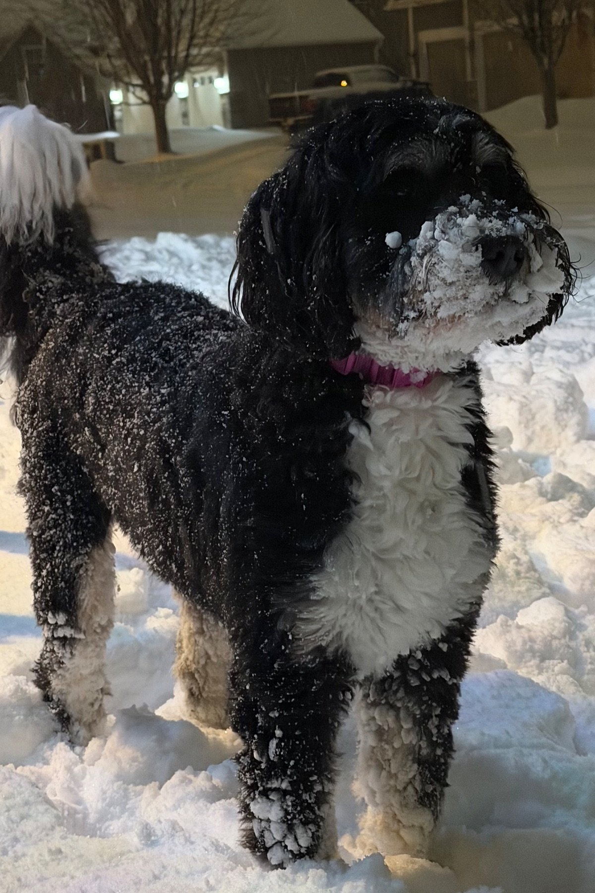 Dot, the family dog, standing happily in fresh snow